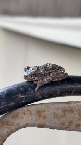 Cope's Gray Tree Frog