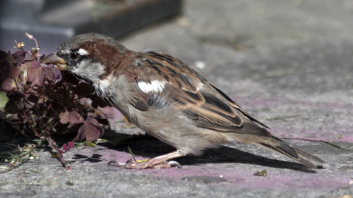 House Sparrow
