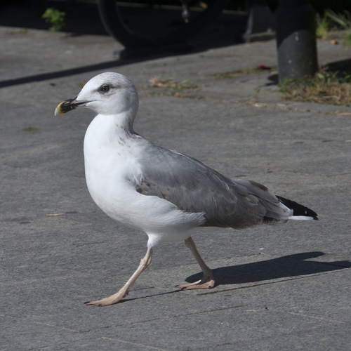 Yellow-legged Gull