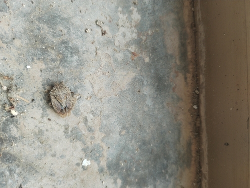 Brown Marmorated Stink Bug