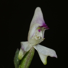 Disperis macowanii