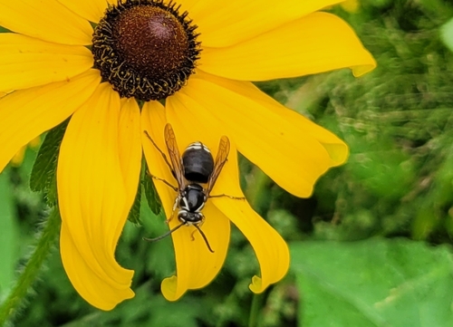 Bald-faced Hornet