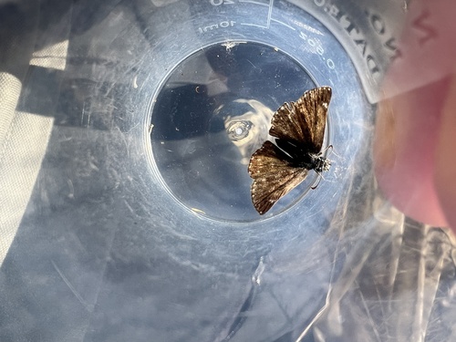 Dingy Skipper