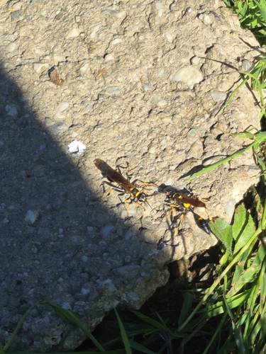 Yellow-legged Mud-dauber Wasp