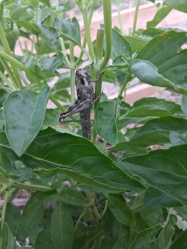 Gray Bird Grasshopper
