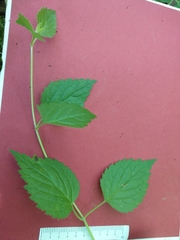 Lamium galeobdolon montanum