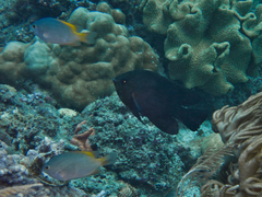 Neoglyphidodon crossi