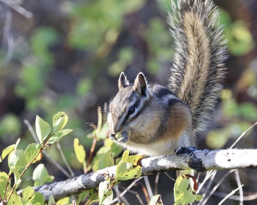 Yellow-pine Chipmunk
