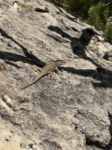 Plateau Fence Lizard