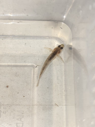 Clifford Pope's Goby