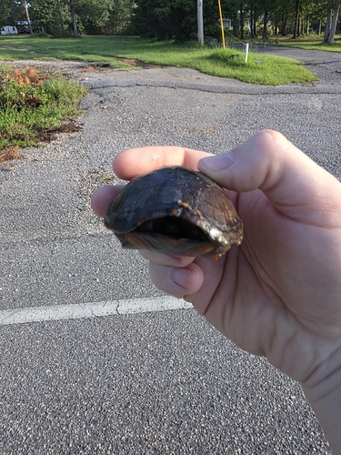 Eastern Mud Turtle