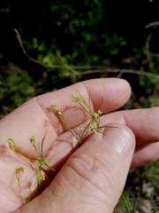 Spermolepis diffusa