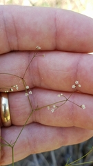Spermolepis diffusa