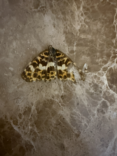 Araschnia doris