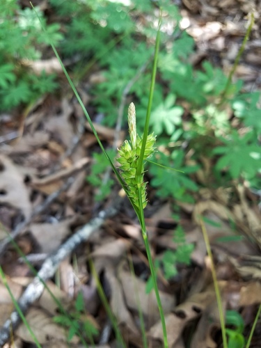 wire sedge (Carex tenax)