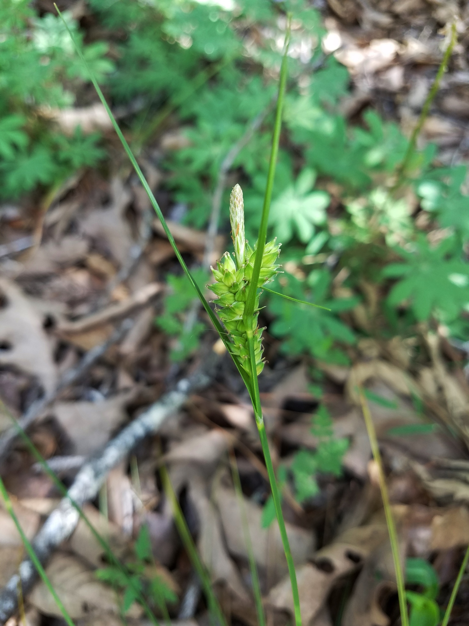 Carex tenax