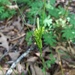 Carex tenax - Photo (c) Eric Keith,  זכויות יוצרים חלקיות (CC BY-NC), הועלה על ידי Eric Keith