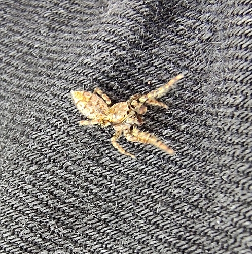 Fencepost jumping spider