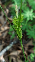 Carex tenax