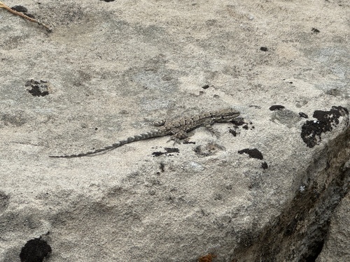 Ornate Tree Lizard