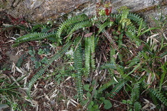 Polystichum stenophyllum