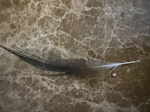 Silver Pheasant