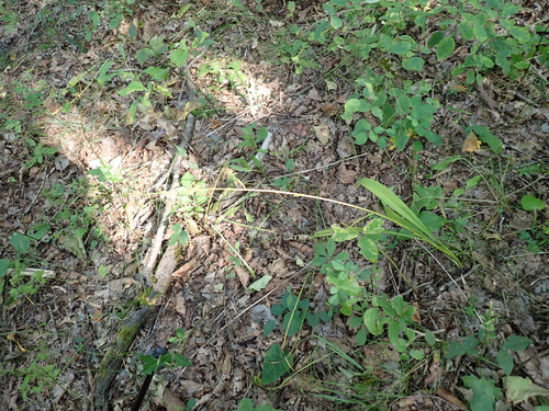 Veratrum maackii observed 2026-09-12