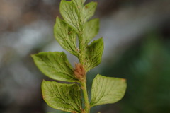 Polystichum stenophyllum