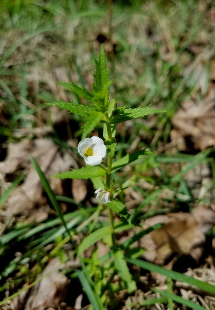 Sticky hedge hyssop