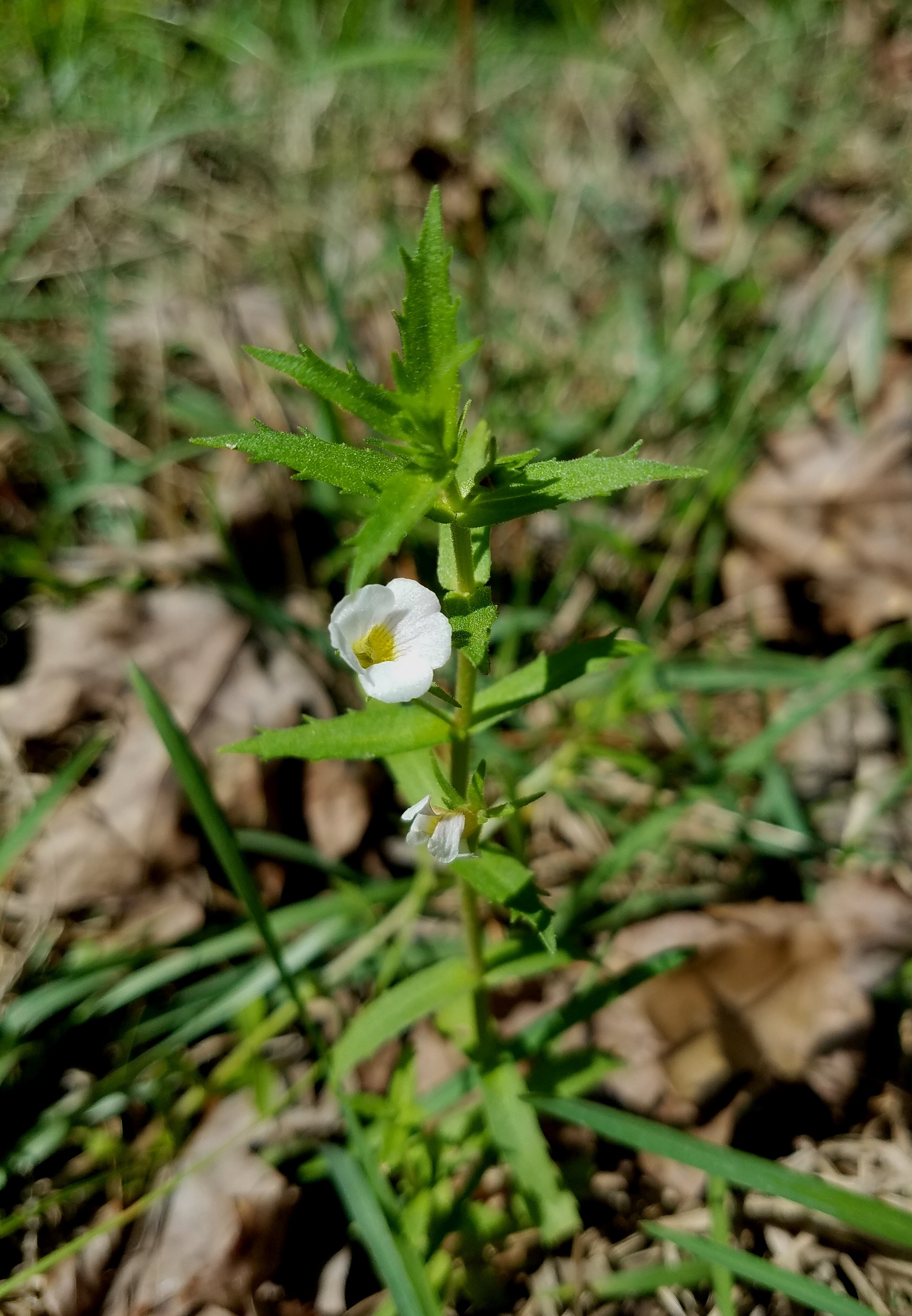Gratiola brevifolia