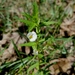 Gratiola brevifolia - Photo (c) Eric Keith, algunos derechos reservados (CC BY-NC), uploaded by Eric Keith