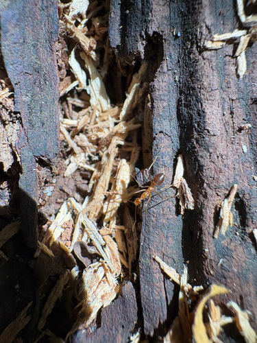 Yellow Crazy Ant