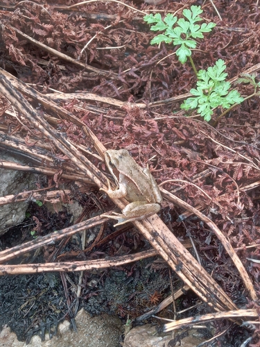 European Common Frog