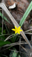 Hypoxis curtissii