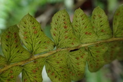 Polystichum stenophyllum