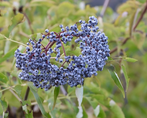 blue elder