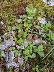 Veronica serpyllifolia