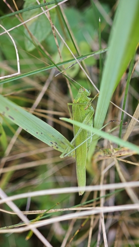Sickle-bearing Bush-cricket