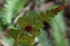 Polystichum stenophyllum