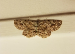 Ectropis bispinaria