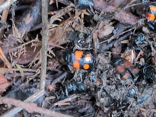 Lesser Vespillo Burying Beetle