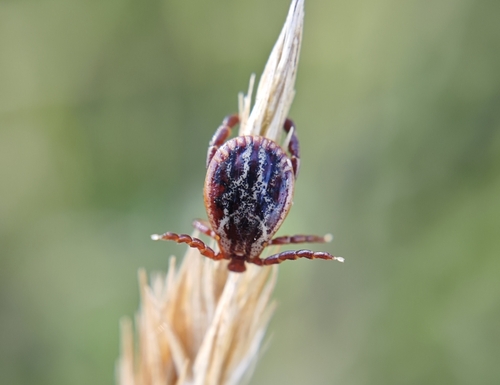Ornate Cow Tick