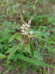 Croton argyranthemus