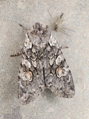 Lithophane consocia