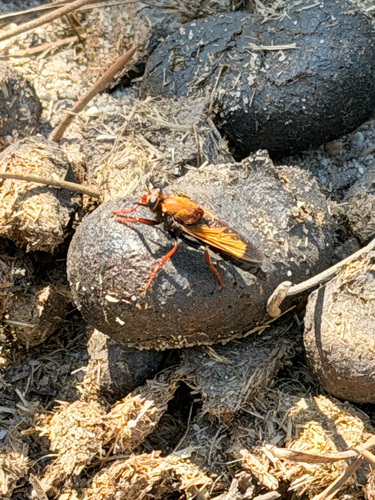 Asilus barbarus