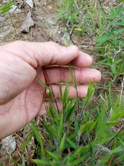 Dichanthelium villosissimum