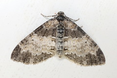 Lobophora halterata