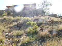 Crassula sarcocaulis