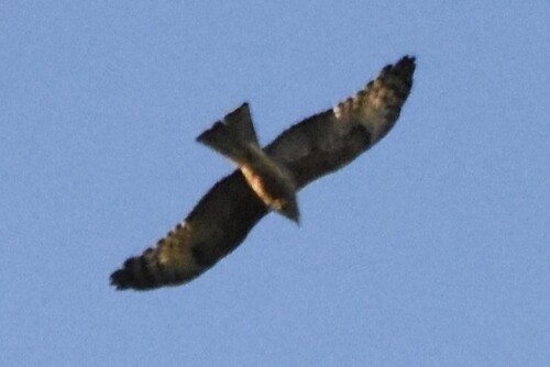 Square-tailed Kite