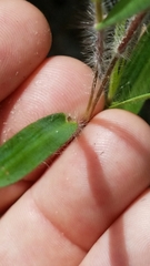 Dichanthelium villosissimum